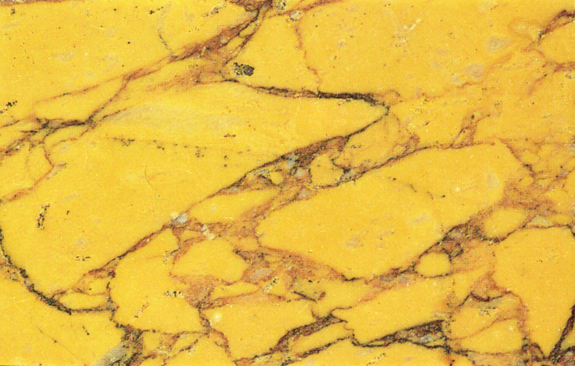 I Marmi - Piazzola 11 - Giallo antico (marmor numidicum) e alabastri 